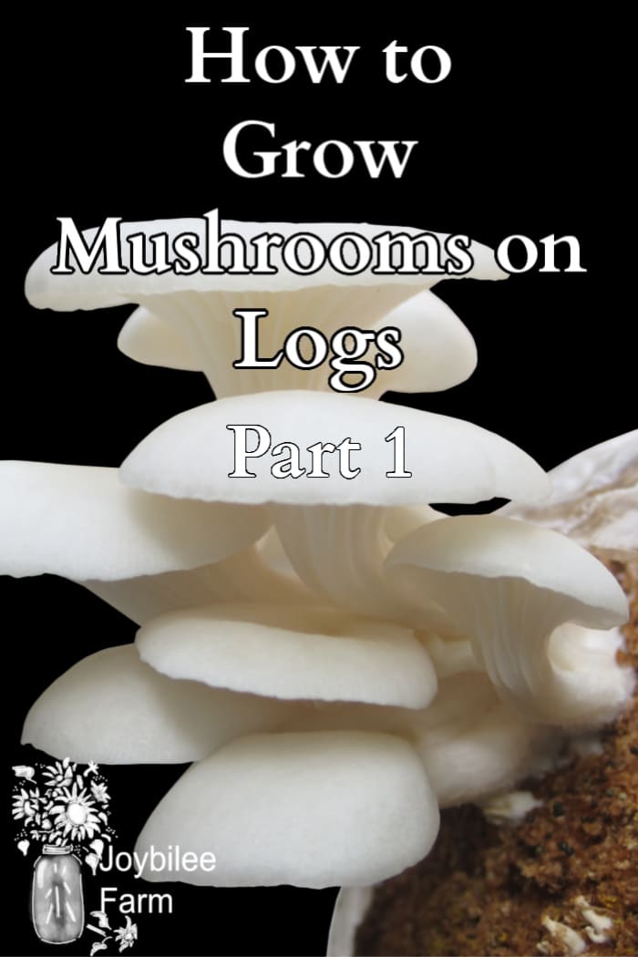 a hand of oyster mushrooms growing out of a sawdust substrate on a black background overlaid with text "how to grow mushrooms on logs, part 1"