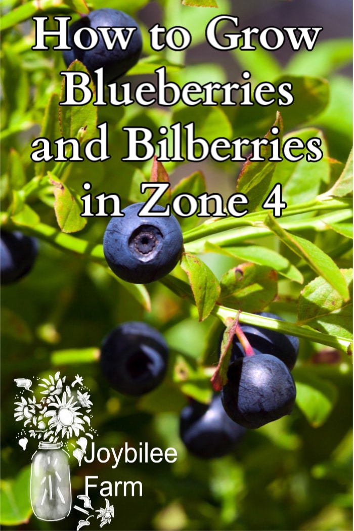 blueberries growing on a bush with the text "how to grow blueberries and bilberries in zone 4"