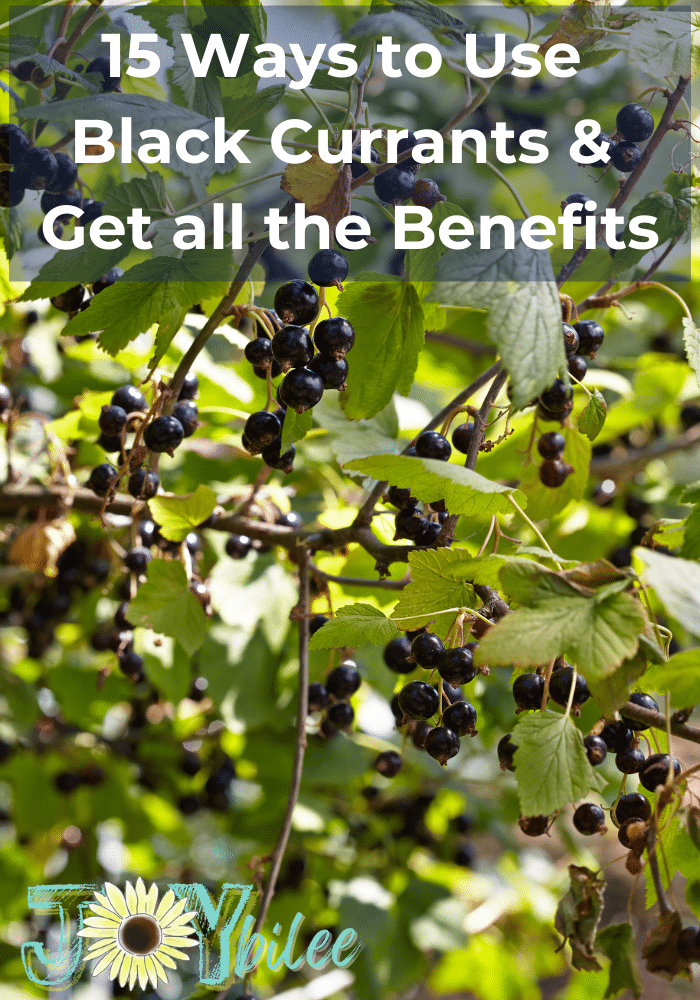 15 Ways To Use Black Currants And Get All The Black Currant Benefits