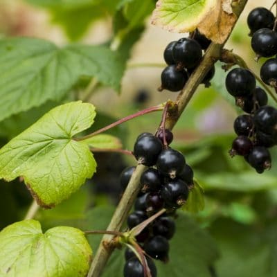 15 Ways to Use Black Currants and Get all the Black Currant Benefits