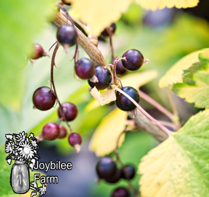 black currants on a branch, learn how to grow black currants and enjoy these delicious berries at home
