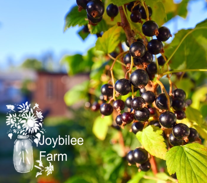 ripe black currants on a branch in sunlight