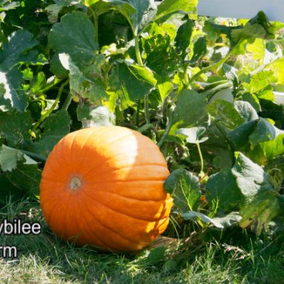 How to Grow Pumpkins Where It’s Colder
