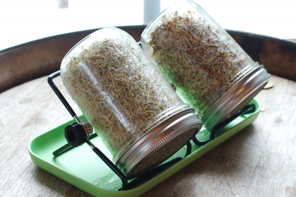 Sprouting seeds in mason jars