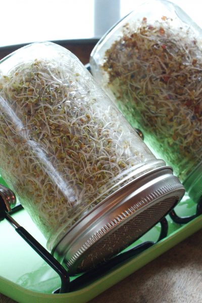 Sprouting seeds in mason jars