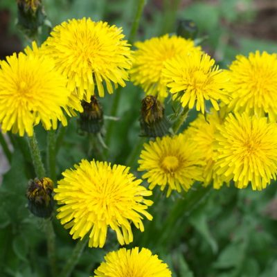 Harvesting Dandelion Root Tea from Your Garden Before It Becomes Illegal