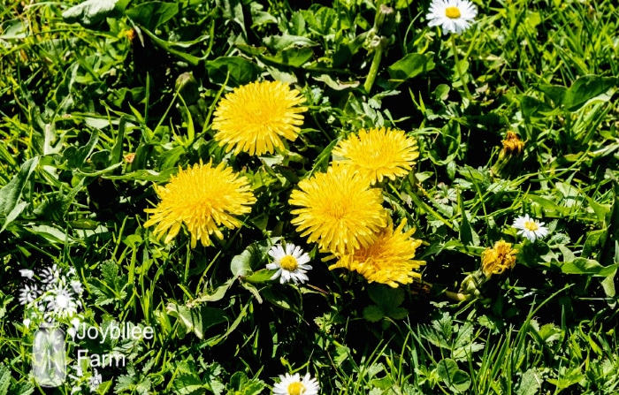 green spring lawn with dandelion flowers and daisies