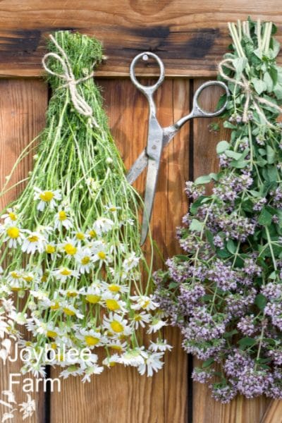 bundled herbs drying on a wooden wall