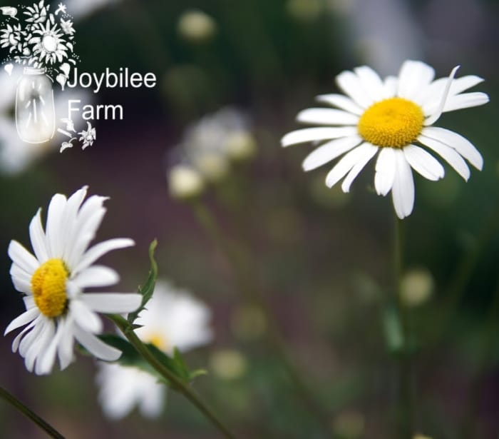 oxeye daisys are a beautiful flower and tasty wild herb