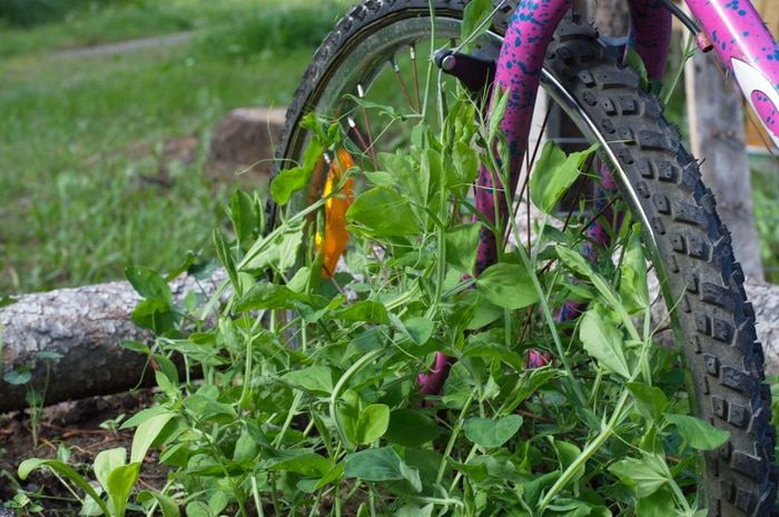 Sweet pea planter with an old bike