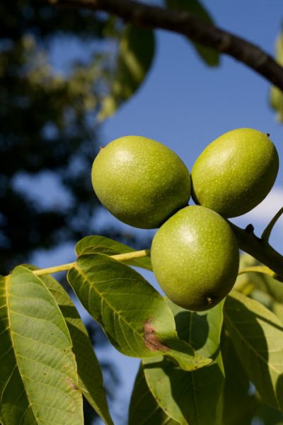 walnuts in their green hulls on the walnut tree