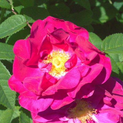 10 Tips for Growing Roses Organically for Beautiful Flowers and Pollinators