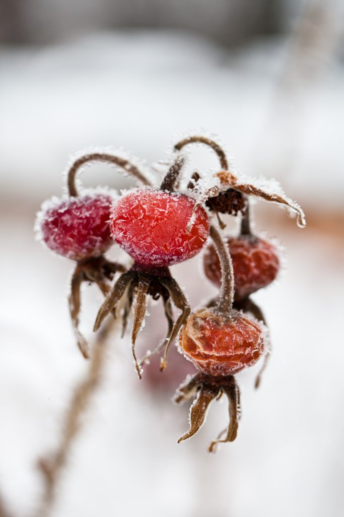 rosehips and frost