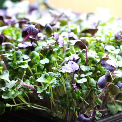 How to Grow Broccoli Microgreens that Are Tastier than Brocccoli