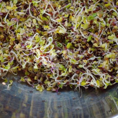 How to Grow Broccoli Sprouts So They Aren’t Slimy