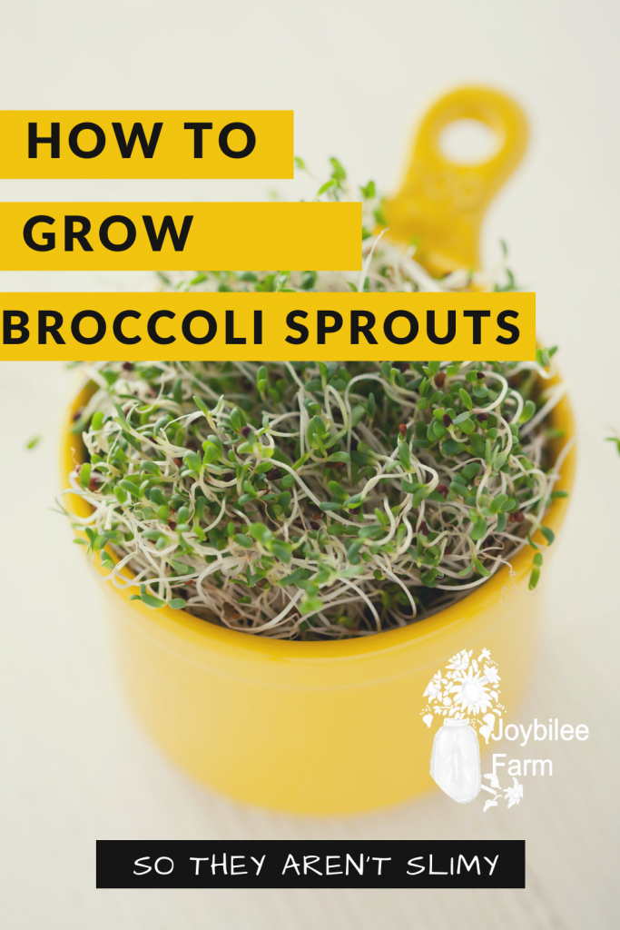 Broccoli sprouts in a yellow bowl