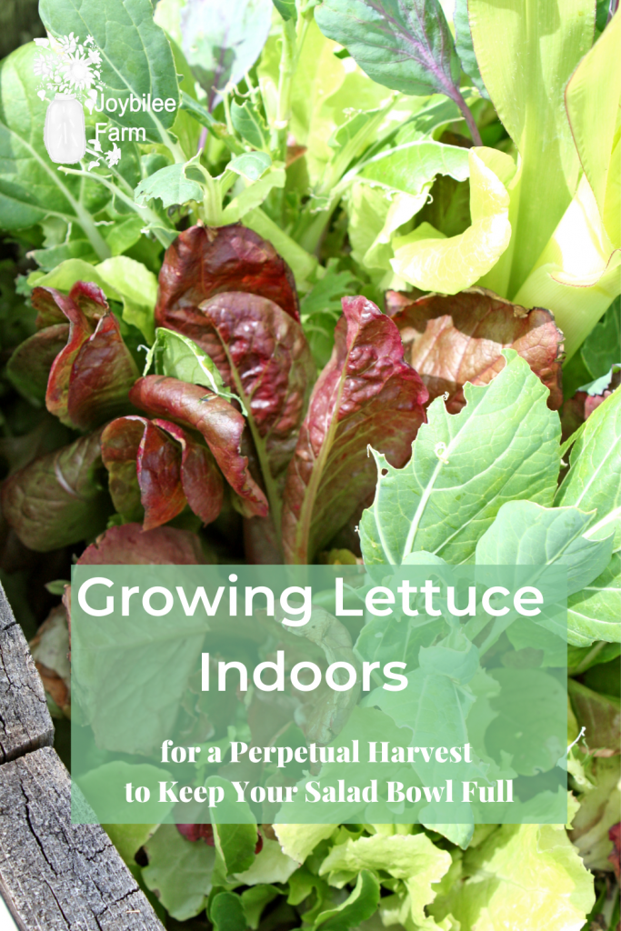 Growing lettuce indoors