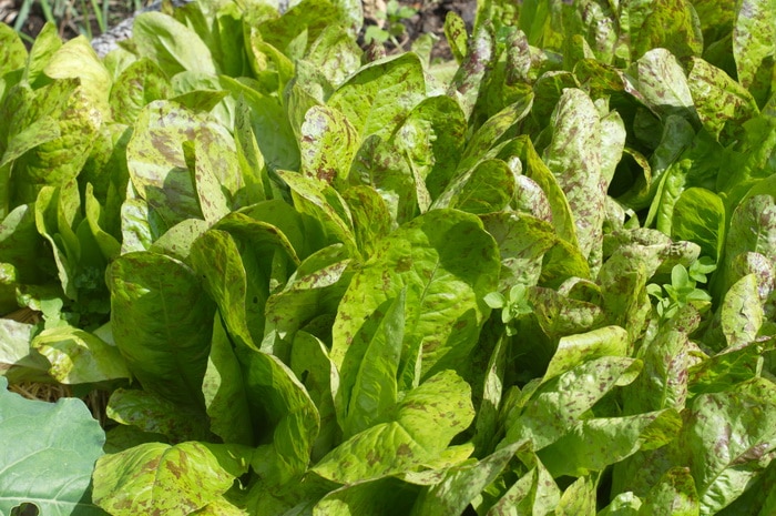 Growing Lettuce indoors "freckles" variety