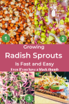 Radish sprouts from seed to sandwich