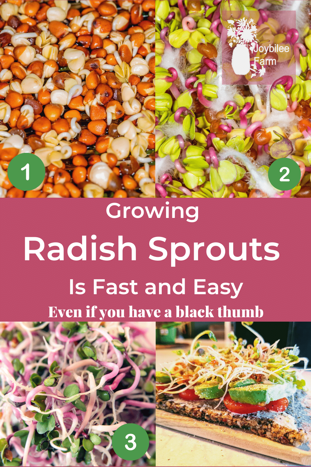 Growing Radish Sprouts Is Fast and Easy Even if You Have a Black Thumb