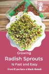 Radish sprouts