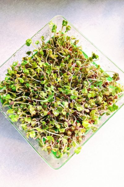 Radish sprouts