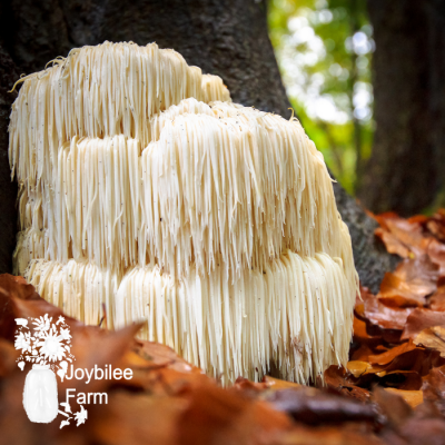 How to Grow Lions Mane Mushrooms on Logs