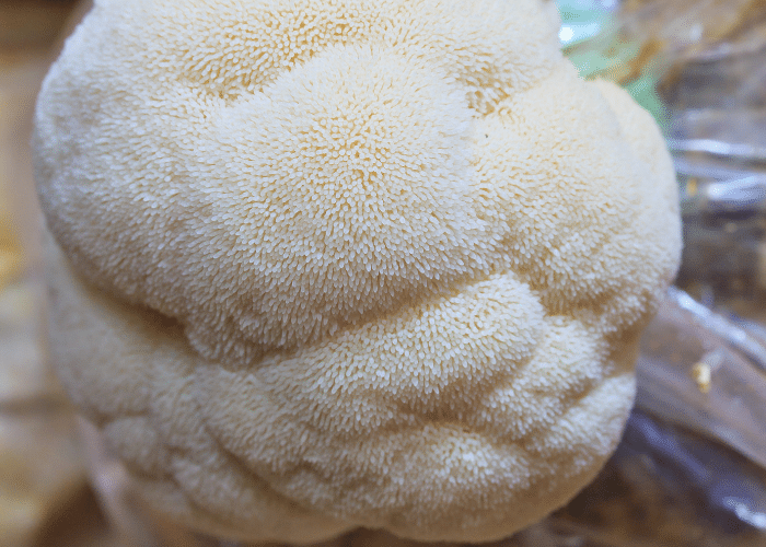 lion's mane fruiting from a grow bag