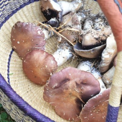 How to Grow Wine Cap Mushrooms and Boost Your Garden Yields