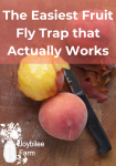 The Easiest Fruit Fly Trap that Actually Works - Joybilee Farm