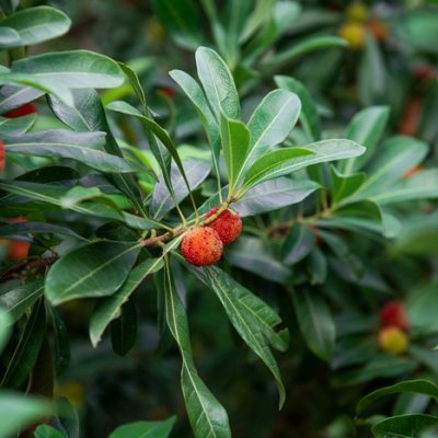Using Bayberry in Herbal Remedies for its Warming, Drying Qualities