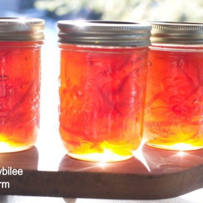 Seville orange marmalade in jars with sunlight shining through them