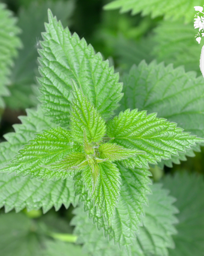 stinging nettle close up