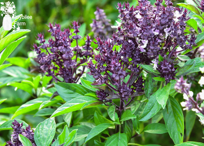 purple flowering tulsi basil
