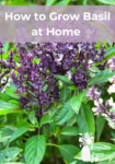 purple flowering thai or tulsi basil