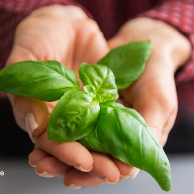How to Grow Basil at Home for Food and Medicine