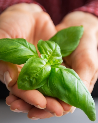basil in cupped hands