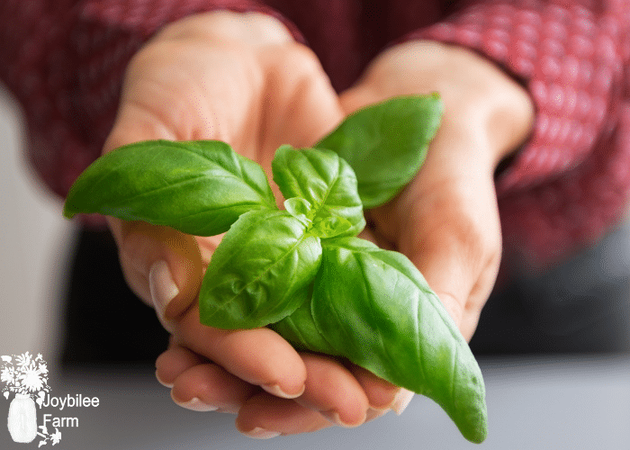 basil in cupped hands