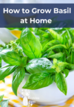 sweet basil sprigs in a white dish with yellow accents