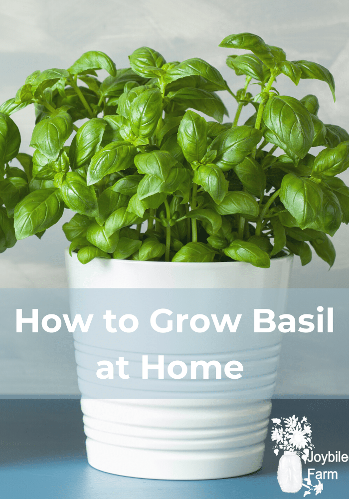 green sweet basil in a white pot against a light blue and white wall