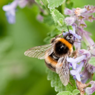 How to Grow Catnip for Bees, Butterflies, and Cats