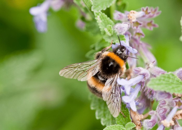 bumble bee on mint type flowers, possibly catnip or catmint