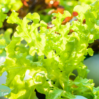 3 Ways to Grow Lettuce Even if You Don’t Have a Garden