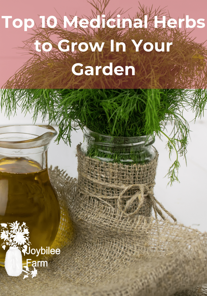 Top 10 Medicinal Herbs to Grow In Your Garden - Joybilee Farm