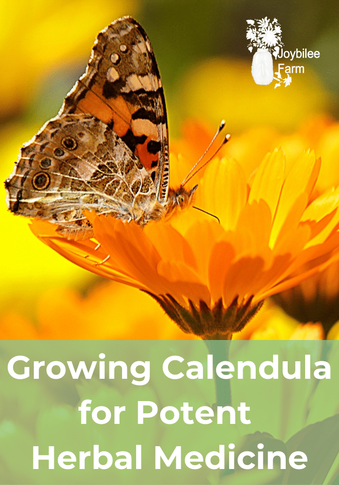 a butterfly resting on an orange calendula flower