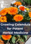 orange calendula flowers in an outdoor planter