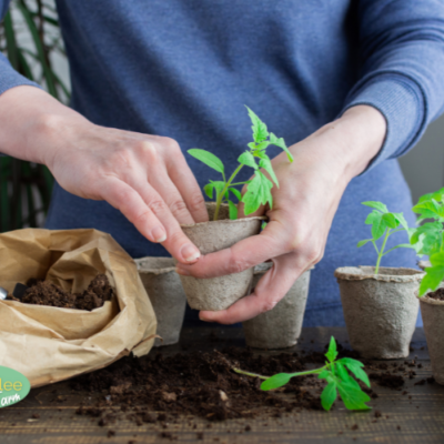 How to Use Coffee Grounds for Plants