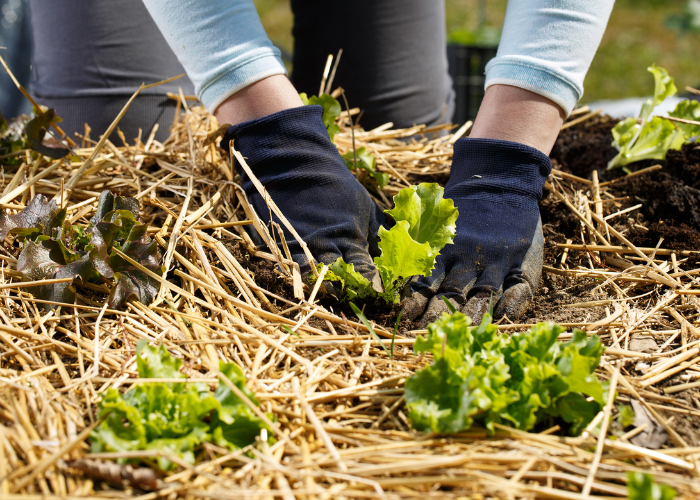 hands planting lettuce in a heavily mulched bed, mulch is one of the organic weed control methods