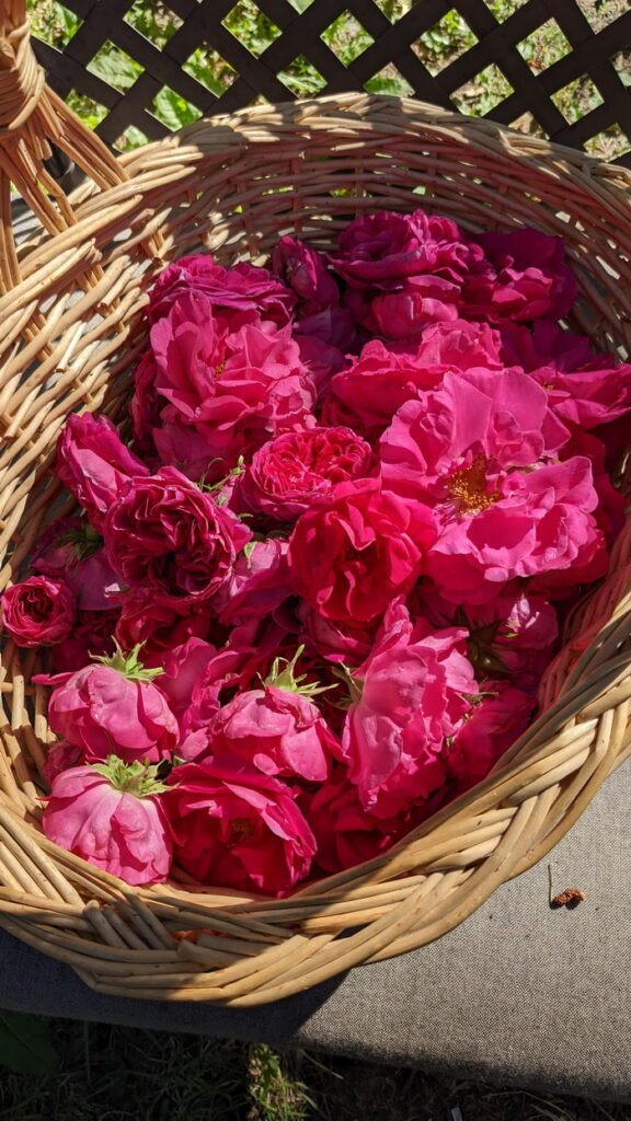 Roses for Food and Medicine - Joybilee® Farm, DIY