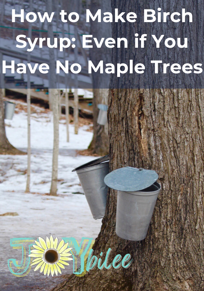 Make Birch Syrup at Home, With This Step By Step Guide